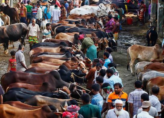 ঈদুল আজহায় ২৪ লাখ ৯৪ হাজার ৫২১ পশু অবিক্রিত 