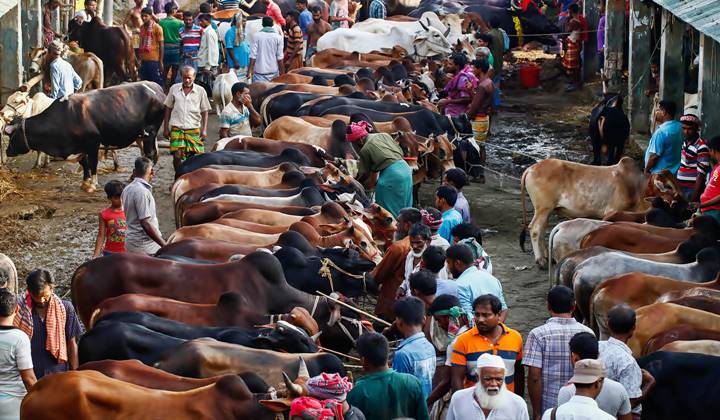 ঈদুল আজহায় ২৪ লাখ ৯৪ হাজার ৫২১ পশু অবিক্রিত 