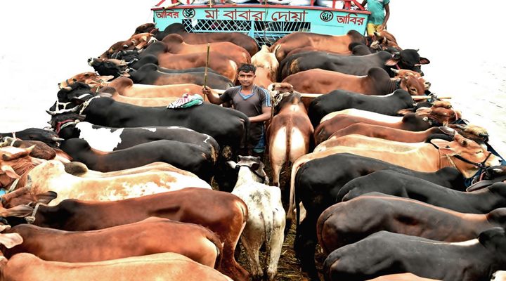 ১ কোটি ৪ লাখ ৮ হাজার ৯১৮টি গবাদিপশু কোরবানি