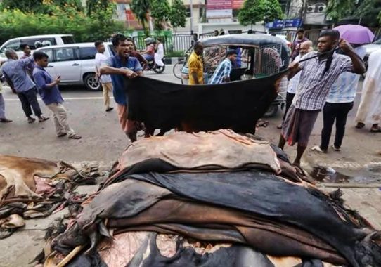 কোরবানির চামড়া সংরক্ষণ ও প্রক্রিয়াজাতকরণ