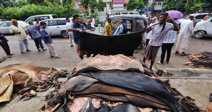 কোরবানির চামড়া সংরক্ষণ ও প্রক্রিয়াজাতকরণ