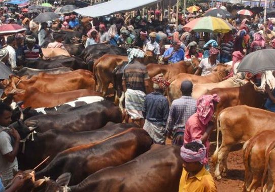 ঈদে ৯১ লাখ ৩৬ হাজার ৭৩৪টি পশু কোরবানি হয়েছে