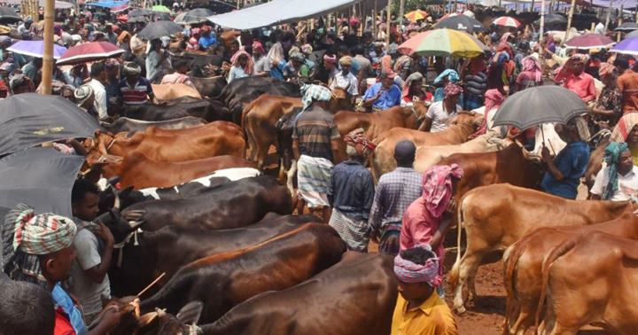 ঈদে ৯১ লাখ ৩৬ হাজার ৭৩৪টি পশু কোরবানি হয়েছে