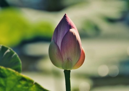 ইসির তালিকায় যুক্ত নির্বাচনী প্রতীক ‘শাপলা কলি’