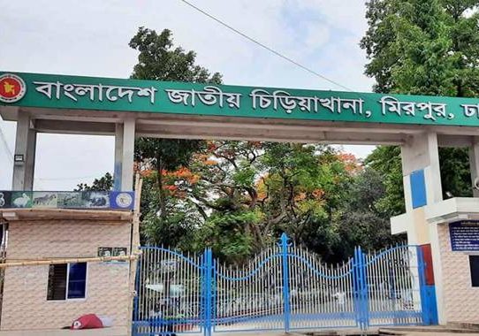 বের হয়ে যাওয়া চিড়িয়াখানার সিংহী খাঁচায় ফিরলো