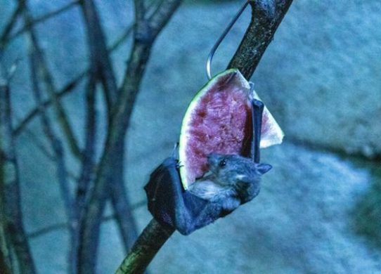 নিপাহ ভাইরাস ছড়িয়েছে ৩৫ জেলায়