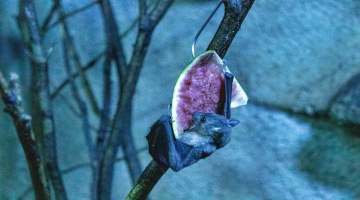 নিপাহ ভাইরাস ছড়িয়েছে ৩৫ জেলায়