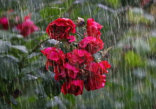 ঈদের দিন কালবৈশাখী ঝড়ের শঙ্কা