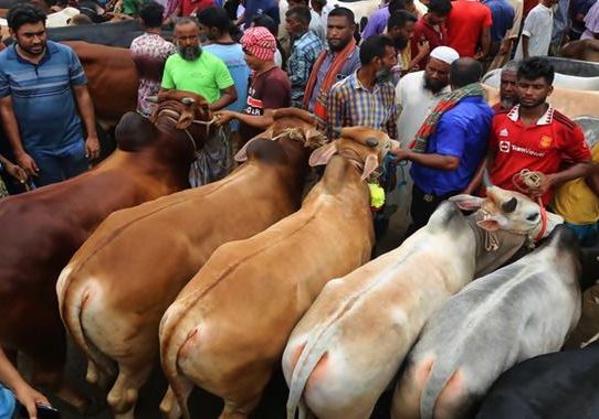 রাজধানীর দুই সিটিতে বসছে ২৪টি পশুর হাট