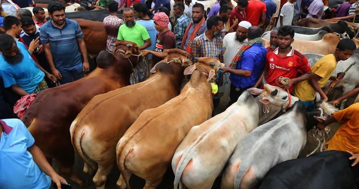 রাজধানীর দুই সিটিতে বসছে ২৪টি পশুর হাট