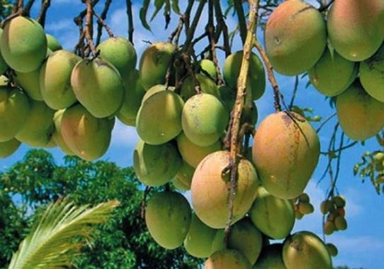 শুরু হচ্ছে রাজশাহীর আমের মৌসুম