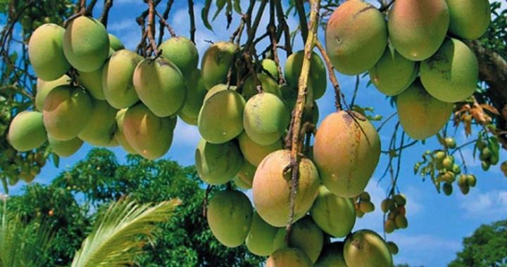 শুরু হচ্ছে রাজশাহীর আমের মৌসুম