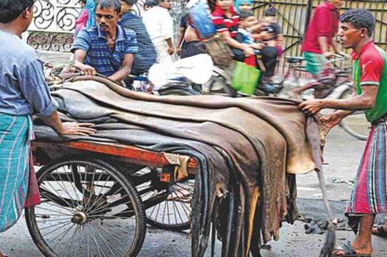 কোরবানির পশুর চামড়ার বাজারে মন্দাভাব