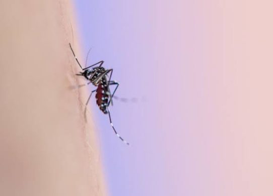 এডিস মশা শনাক্তে ‘স্মার্ট ফাঁদ’ তৈরি করল ঢাবি