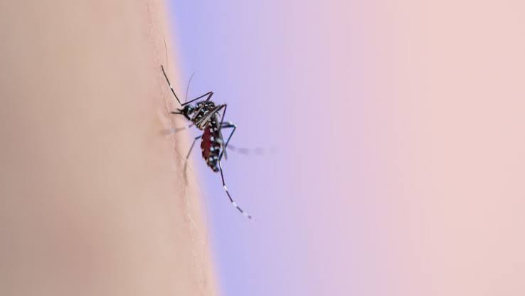এডিস মশা শনাক্তে ‘স্মার্ট ফাঁদ’ তৈরি করল ঢাবি
